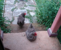 Chickens at the back door