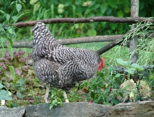 Henriette in the garden