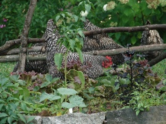 The girls in the garden