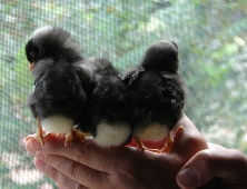 Three little chicks