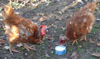 Floppy and Cleo, rescued reds